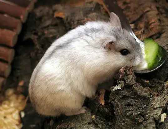 Hamster em ambiente natural